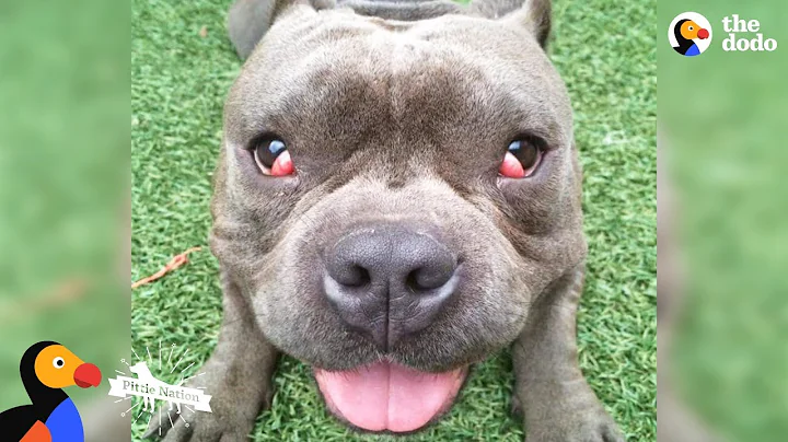 'Crazy' Dog No One Wanted Meets Family That HAD To Have Him - TUGGY | The Dodo Pittie Nation