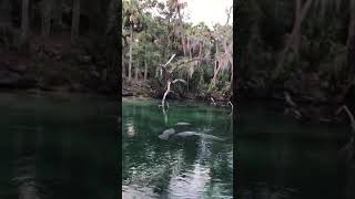 Manatees frolicking at Blue Spring, FL amongst alligators.