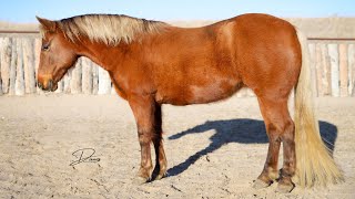 Poppy ~ 9 year old quarter pony mare