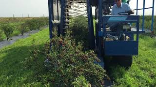 Harvesting Cherries
