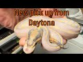 New Pick up From Daytona! | Black Head Leopard Ivory | BH Silky Way