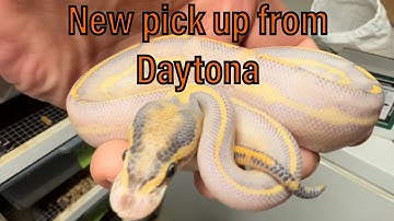 New Pick up From Daytona! | Black Head Leopard Ivory | BH Silky Way
