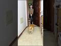 Naughty dog brought his owner a cute surprise 🤭😻