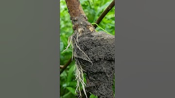 How to grow guava trees | Guava tree propagation by air layering #shorts