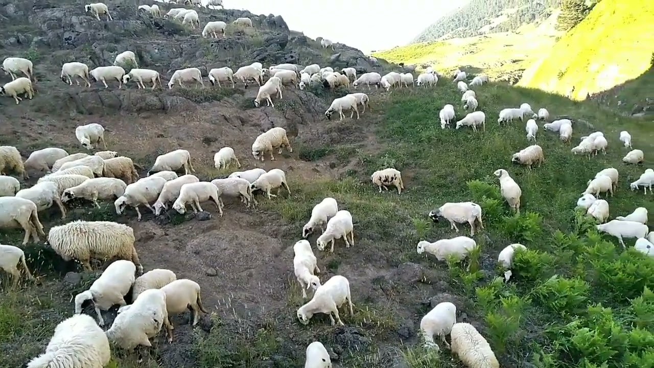 TOKAT NİKSAR ÇALCALI