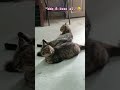 "Gato Fofo: O Rei Da Indireta."😂 #pets #shorts #memes