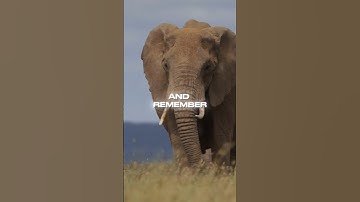 The Smartest Animals on Earth That Outsmart Humans!