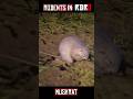 All Rodents in Red Dead Redemption 2 (Squirrels, Rats &amp; More)