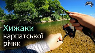 видео: ЛЕОПАРДИ, ТИГРИ ТА ІНШІ МЕШКАНЦІ РІЧКИ! Риболовля на р.Бистриця картинка: ЛЕОПАРДИ, ТИГРИ ТА ІНШІ МЕШКАНЦІ РІЧКИ! Риболовля на р.Бистриця