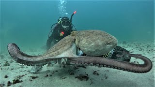 Proyecto ECOSUMA. Monitorización espacial y temporal del pulpo común en  las Islas Cíes.