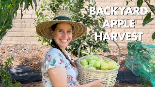 2023 Backyard Apple Harvest | Anna and Dorsett Golden | Zone 9