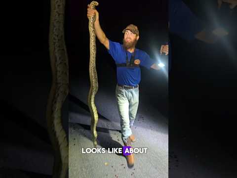 6 foot Burmese Python in Florida Everglades 🐍 #Everglades #PythonChallenge #Floridaman #Python