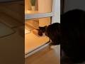 Smart Cat Opens the Door for Mealtime😻😻😻 #catsoftiktok #cute #viral #fyp #cat