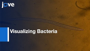 Visualizing Bacteria In Nematodes Using Fluorescent Microscopy l Protocol Preview