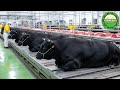 How Millions of Wagyu Cattle Become Premium Beef – Inside Food Factory Secrets