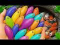Catch beautiful aquarium fish in small pond baby turtles, pencil fish, guppies, iguanas, molly fish