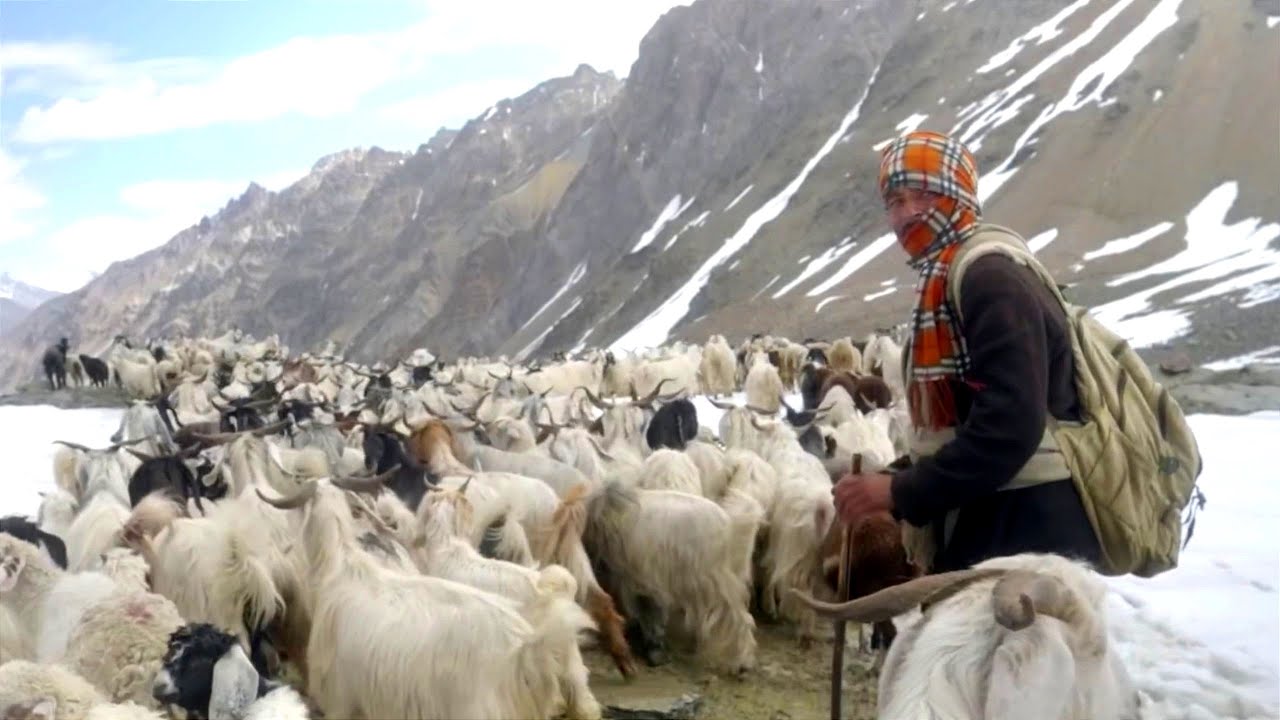 Cómo estos pastores escalan el Himalaya junto con cientos de ovejas