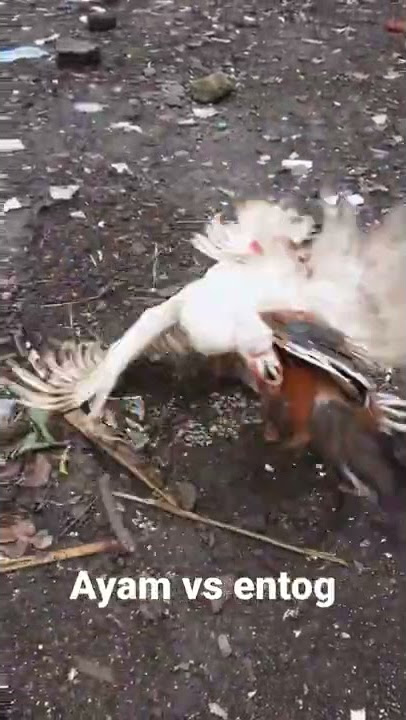 Ayam vs bebek#short