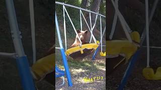 Bear Steals The Swing Set Mirandannemarie