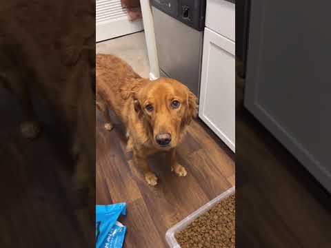 Golden Retriever VS Food Bag for 5sec