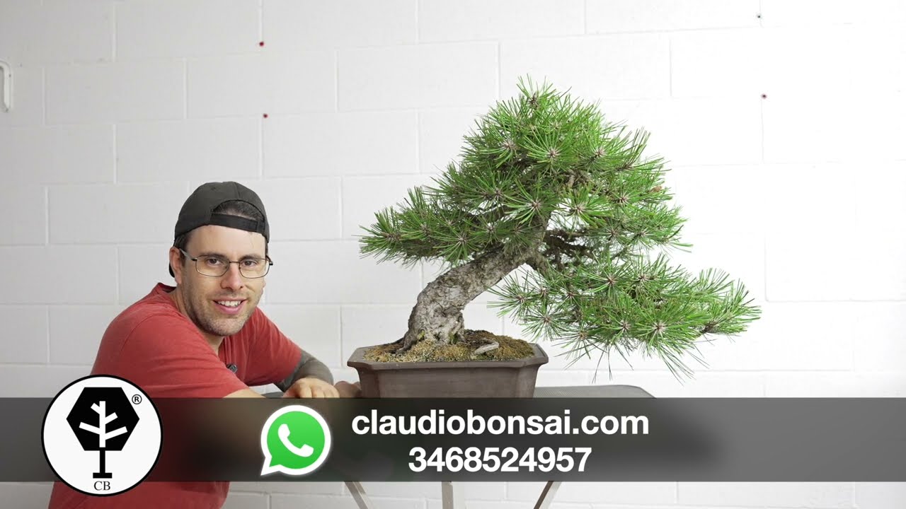 QUANDO METTERE E TOGLIERE IL FILO SUL BONSAI 