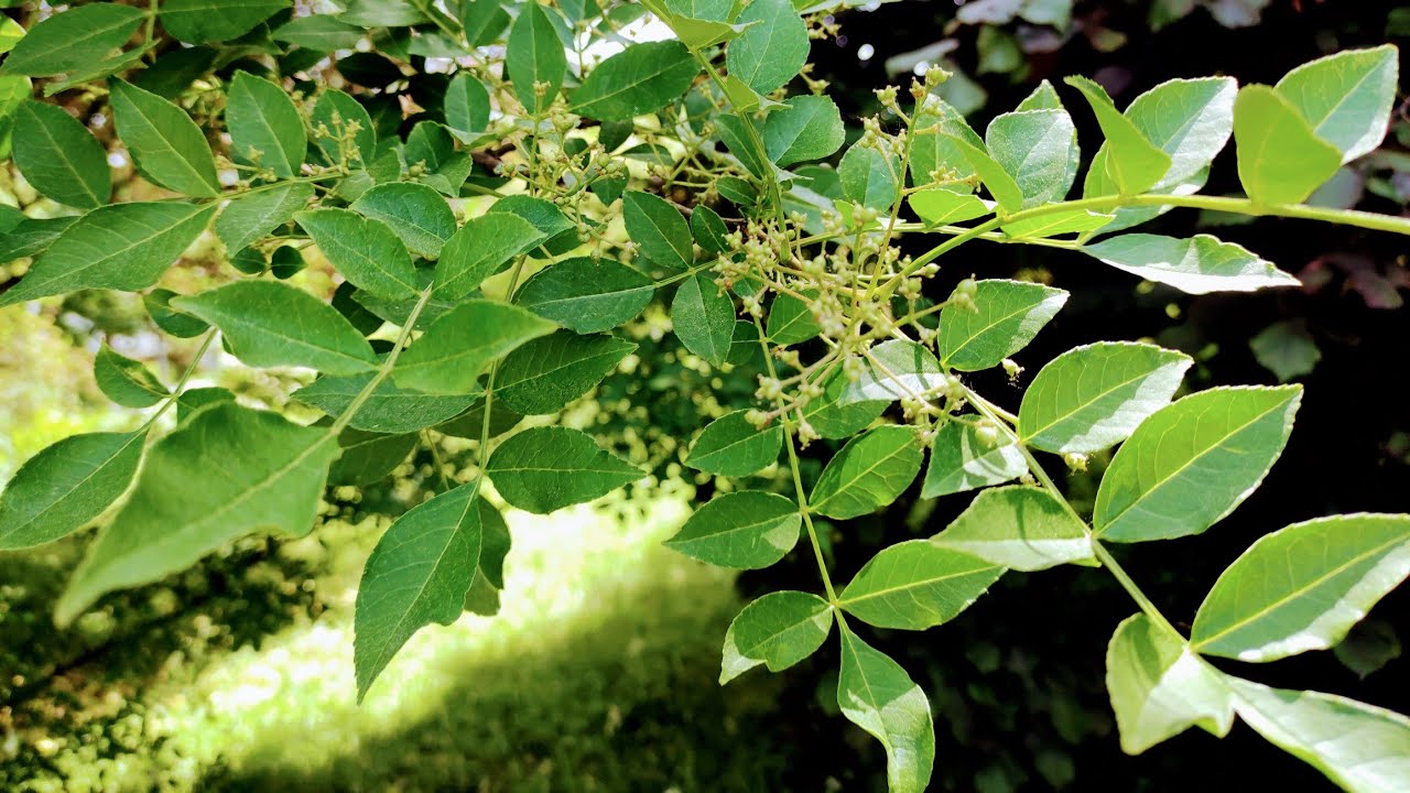 Feral Szechuan Pepper  (Zanthoxylum simulans) flowering in Germany