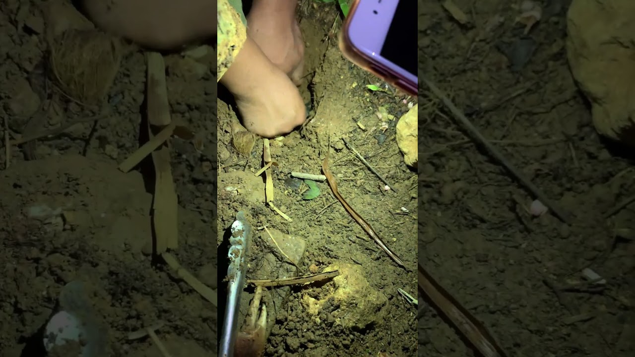 Hunting land crab 🦀 in island