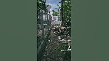 Đất đường nhựa cẩm giang gò dầu 5x49m có thổ cư