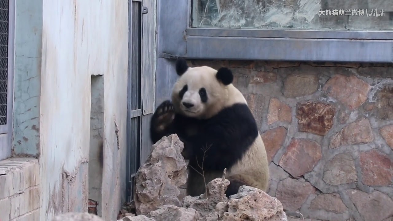 Panda Meng Lan Grandpa , open the door , it's time to