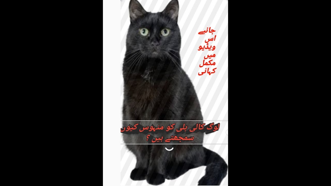 Black cat are not unlucky story of black cat,History of 800 years ago