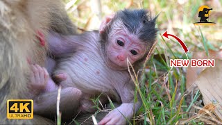 Download Lagu So Adorable_____! Newborn Baby Monkey Look So Big Like One Month Old ! MP3