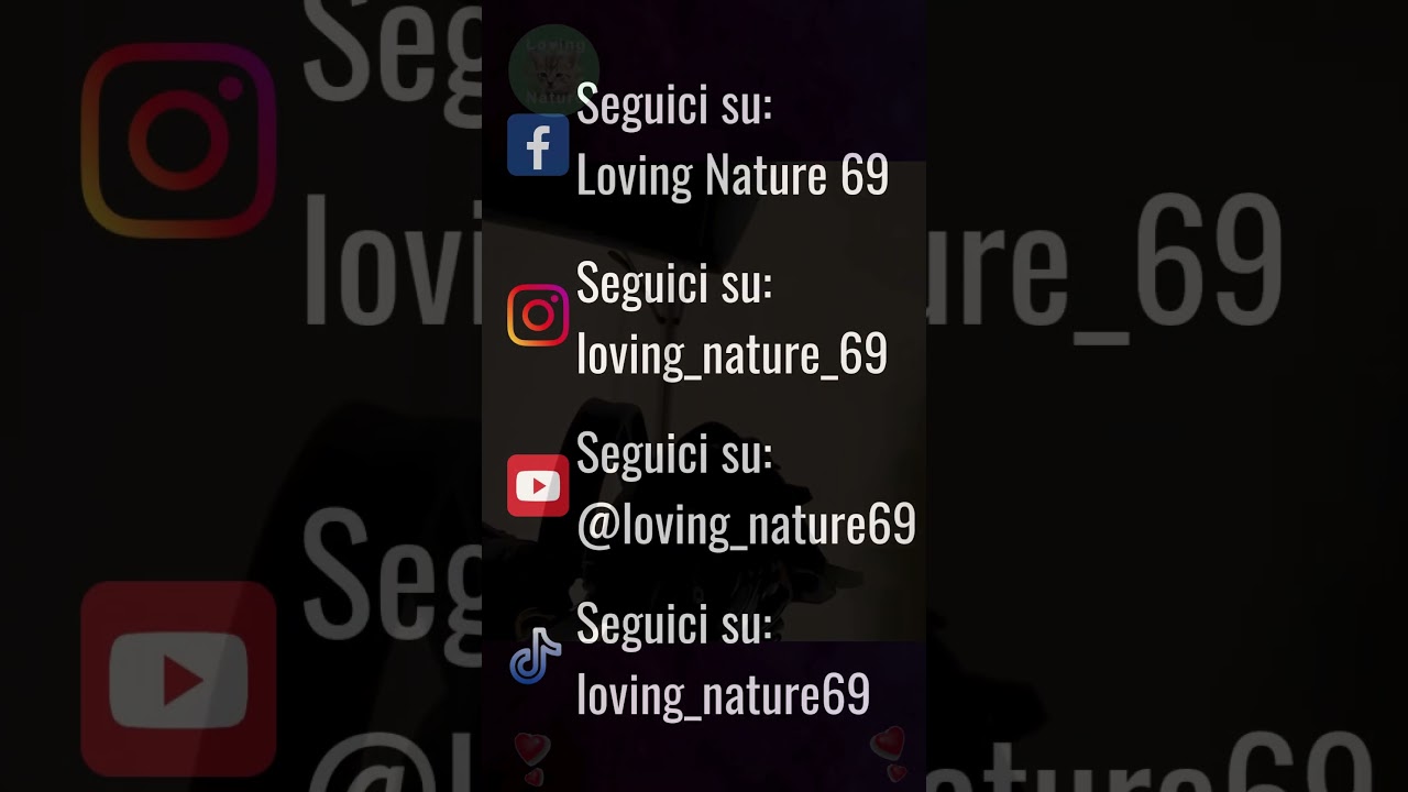 Meravigliosi Animali : Una Esilarante Avventura tra la Bellezza e il Divertimento puro ! 😍😍 # shorts