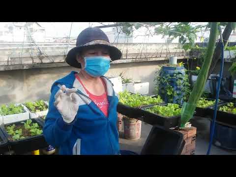 Video Cách trồng đậu bắp tại nhà - quả sai trĩu trịt - youtube