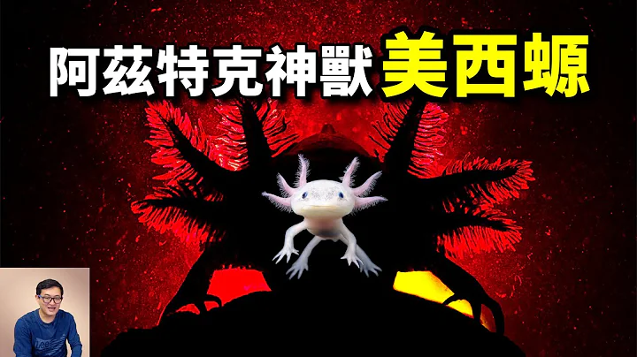 美西螈：拥有逆天能力，却被当做宠物，你养的六角恐龙，竟是阿兹特克神兽！【老肉杂谈】 - 天天要闻