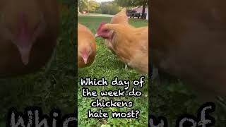 🐔😂 Which day of the week do Chickens hate the most?