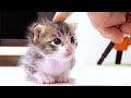 ぬいぐるみみたいにちょこんと座っていた子猫はナデナデされて嬉しそう【赤ちゃん猫　保護猫】