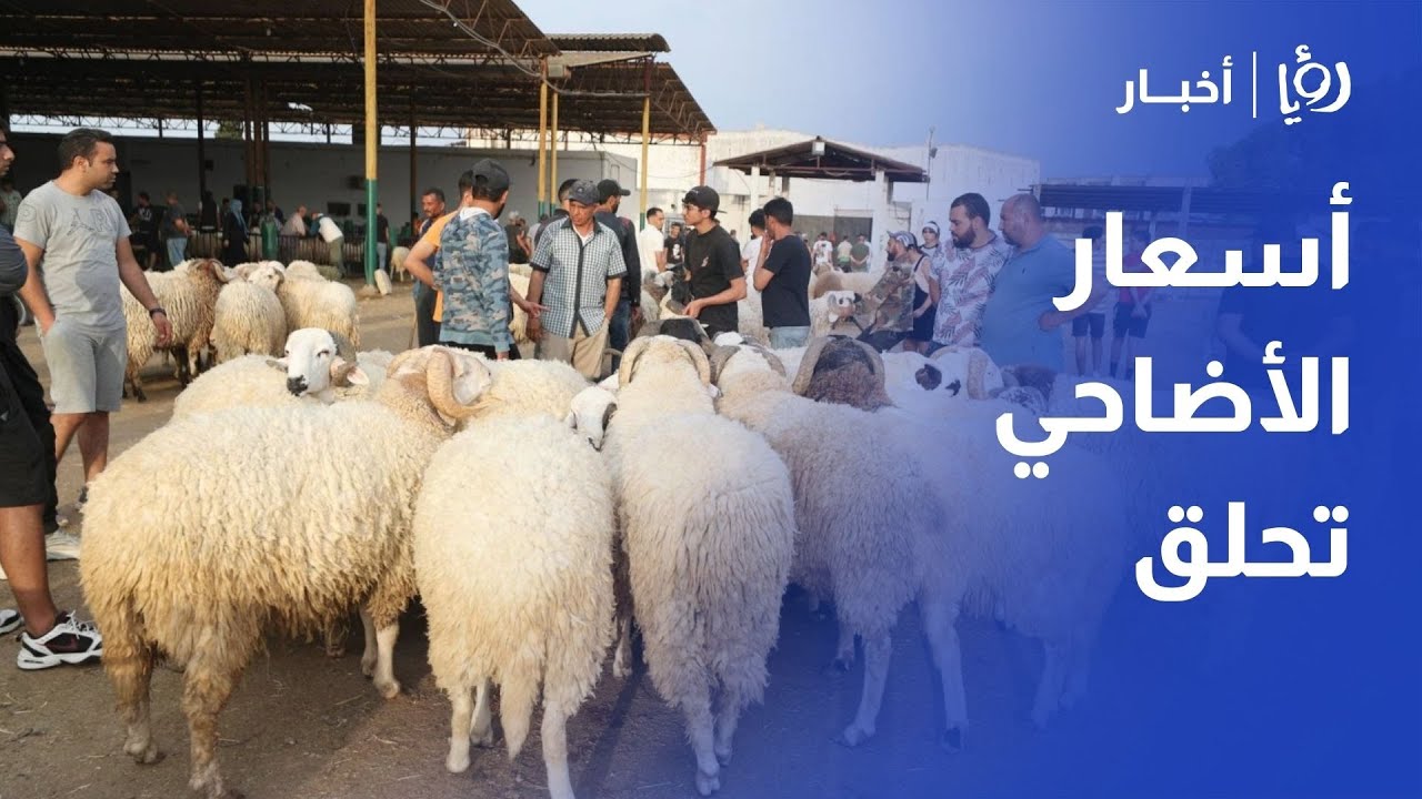 أسعار الأضاحي تحلق في الأسواق المحلية ..المواطن يترقب