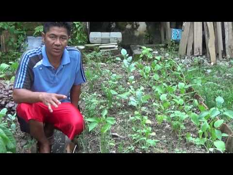Video: Berkebun Alami: Pengendalian Hama Organik