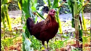 Bẫy Gà Rừng bằng Tiếng Gà mái bị trống dí đạp mái Quá nhanh Pikat Betina #chicken   #shorts