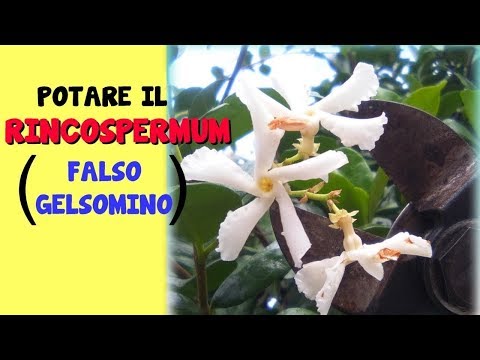 Video: Potatura del gelsomino: quando e come potare le piante di gelsomino