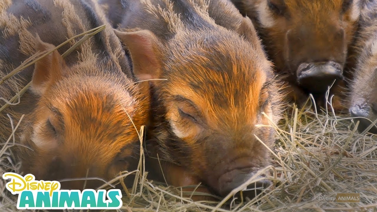 Baby Red River Piglets 🐷 | Disney Animals | Disney Junior