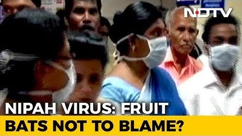 Nipah Virus That Killed 12 In Kerala May Not Be Linked To Bats