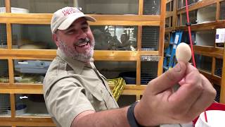 Snake Discovery of Smallest Egg Ever Seen