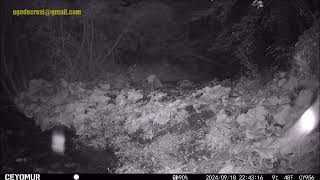 Avvistata In Valbrevenna Una Volpe Nera Video Ugo De Cresi