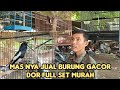 MAS NYA JUAL BURUNG GACOR DOR FULL SET MURAH