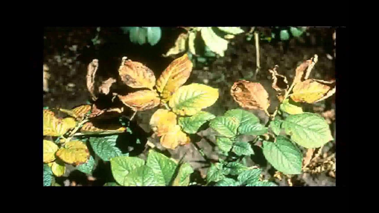 Nutrient deficiency in potato YouTube