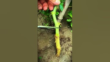 The process of cutting stems on plants with scissors #shorts