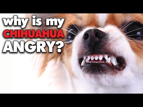 Warum Schütteln Sich Chihuahuas So Oft?