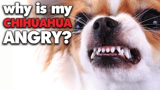 Why is my Chihuahua SO angry? What can I do about it? | Sweetie Pie Pets by Kelly Swift