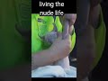 naked life | the sphynx cat is a...